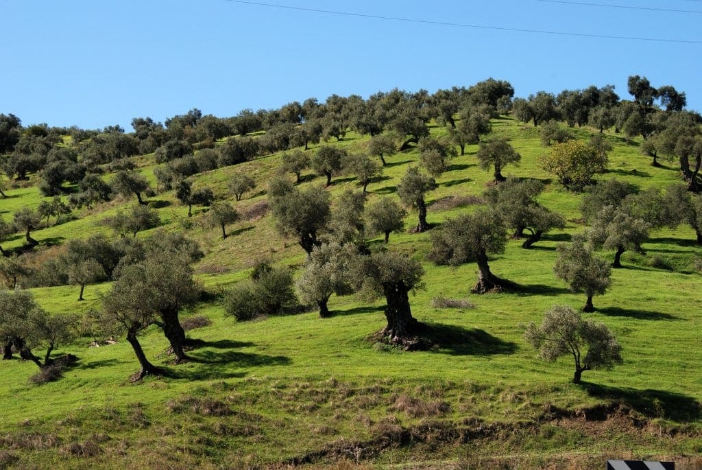 Olive groves