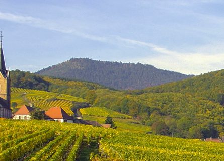 Alsace Wine Tour