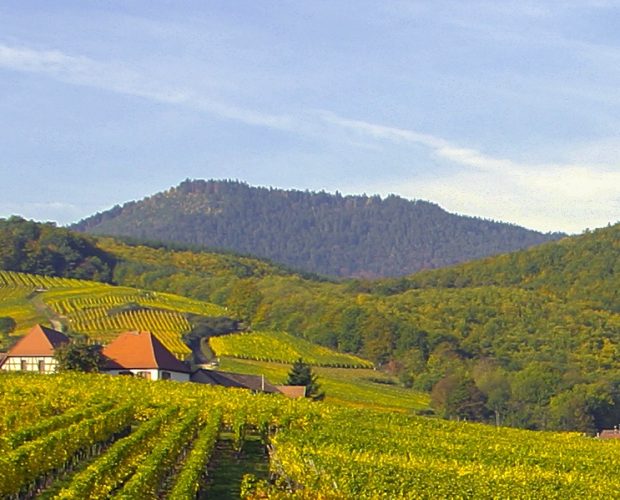 Private Food & Wine Tours in Alsace