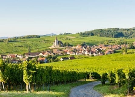 Beautiful vineyards of Haut-Rhin