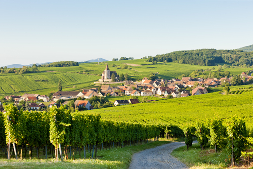 Beautiful vineyards of Haut-Rhin