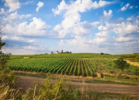 Vineyards of Anjou-Saumur