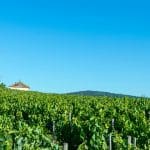 Beaujolais Wine Tour