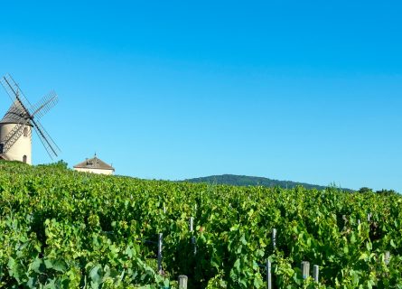 Beaujolais Wine Tour