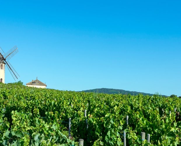 Private Food & Wine Tours in Beaujolais