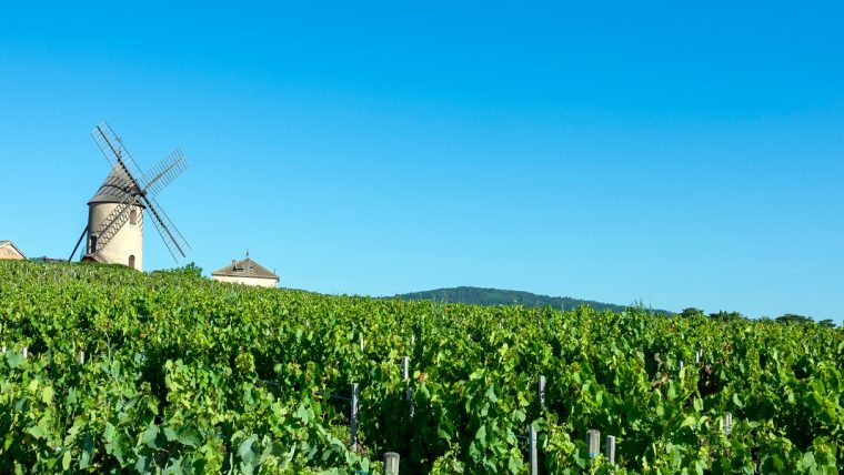 beaujolais wine tour