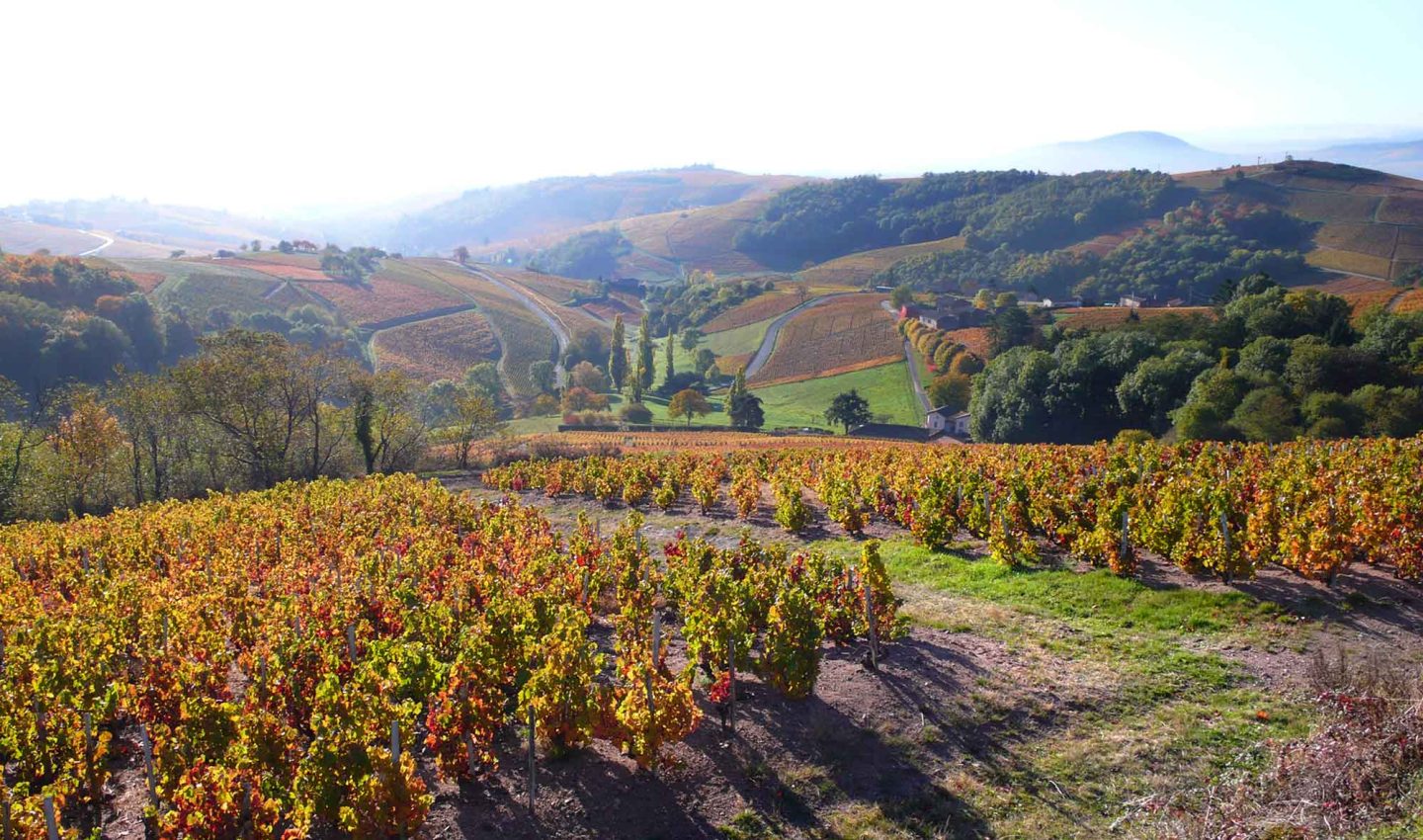 Chateau de Javernard vineyards