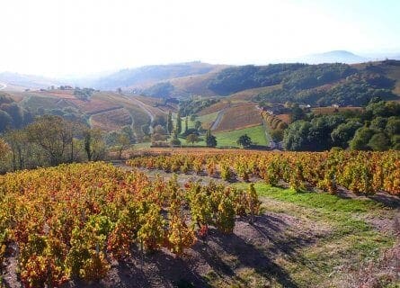 Chateau de Javernard vineyards