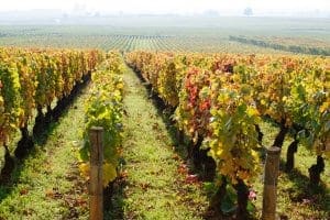 Burgundy vineyards, Beaune Burgundy vineyards, Beaune