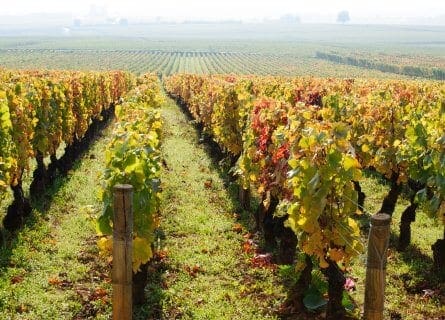 Burgundy vineyards, Beaune