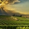 Bergerac Wine Tour