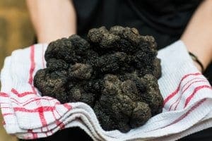 Black truffles of Perigord Black truffles of Perigord
