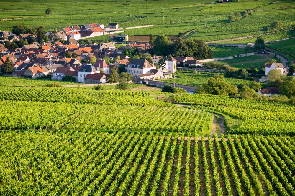 The Idyllic vineyards of Côte de Beaune The Idyllic vineyards of Côte de Beaune