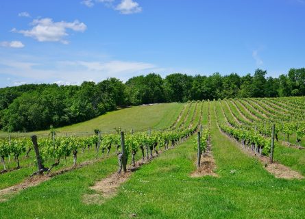 Vineyards of Cahors