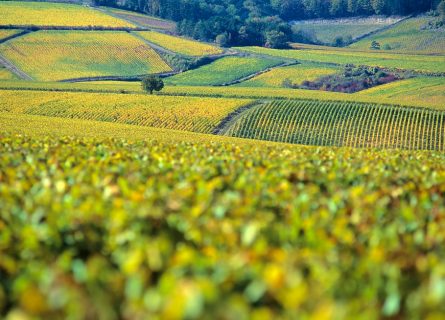 The vineyards of Chablis in autumn, Burgundy, France