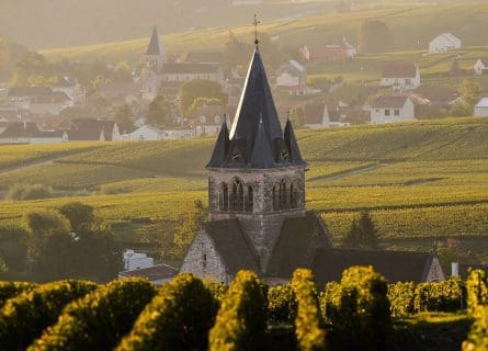 Champagne Vineyards of Villedomange