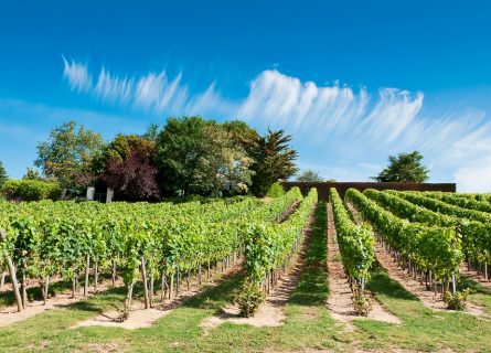 Vineyards of Chinon