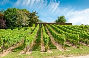 Loire valley Vineyards Loire valley Vineyards
