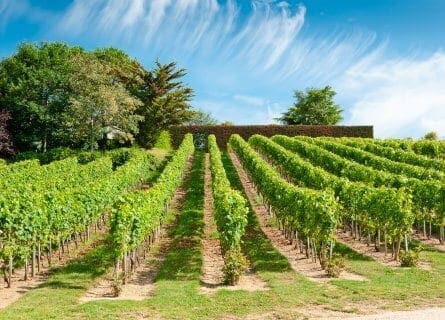 Loire valley Vineyards