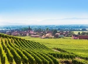 Alsace Vineyards Alsace Vineyards