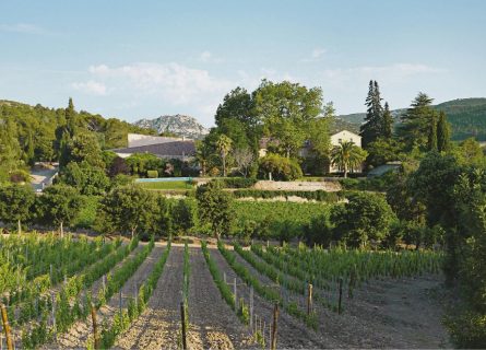 Vineyards of Chateau Haut Gleon, Corbières