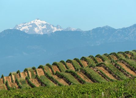 Corsica vineyards, with snowcapped mountains as backdrop