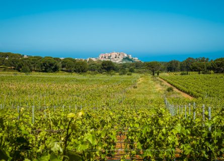 Vineyards near the citadel of Calvi