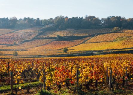 Autumn vineyards in Côte d’Or