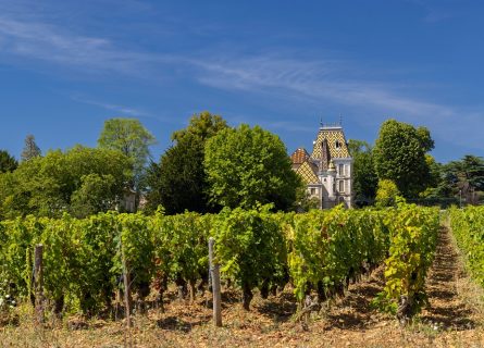 Vineyards near Aloxe-Corton, Cote de Nuits, Burgundy, France