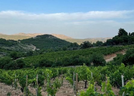 The vineyards of Fitou, Languedoc Roussillon