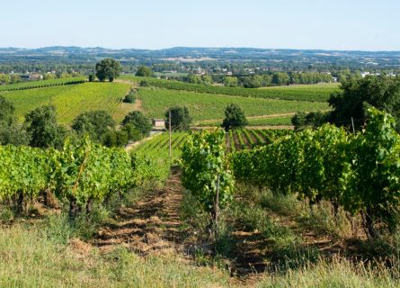 Bucolic Gaillac vineyards