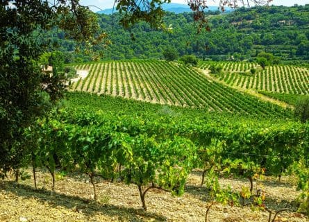 Vineyards of Gigondas