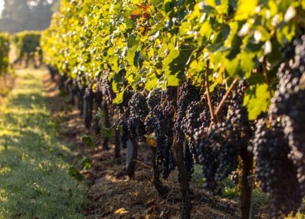 Merlot vineyards in Graves, just before harvesting