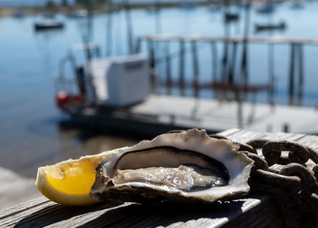 Fresh Oysters from Arcachon