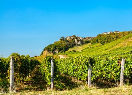 The vineyards beneath the village of Château-Chalon