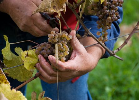 Late harvest Petit Manseng grape