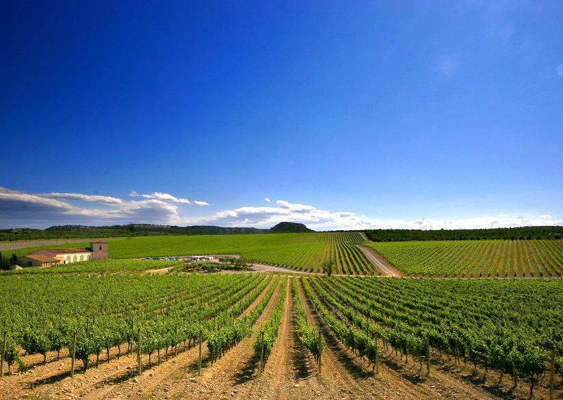 Château l' Hospitalet vineyards