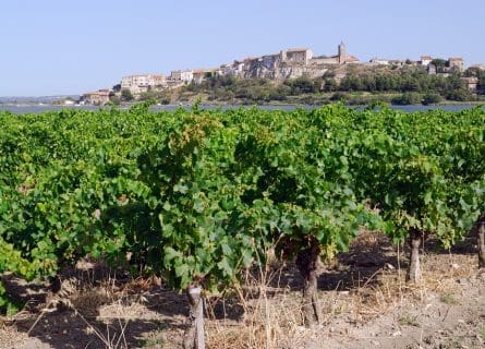 Vineyards of Narbonne