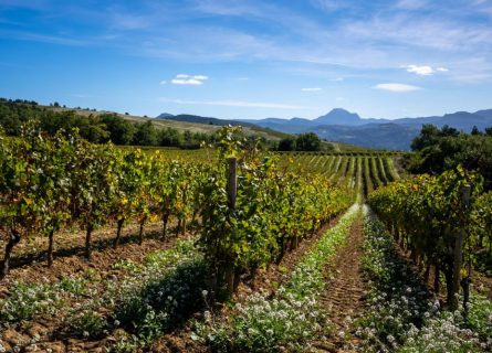 Limoux vineyards