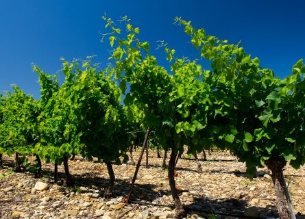 Vineyards of Minervois