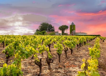 Vineyrds of Muscadet, near Nantes in the Loire, France