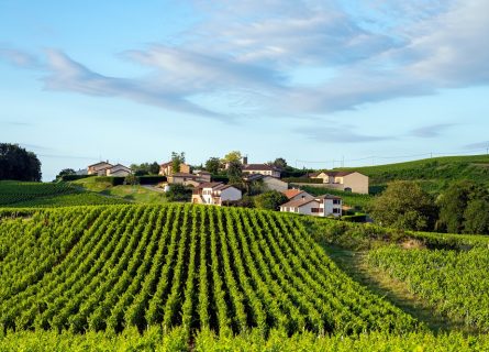 The vineyards near the hamlet of Les Molards