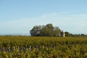 La Tours vineyards, Pauillac