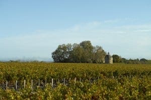 La Tours vineyards, Pauillac La Tours vineyards, Pauillac