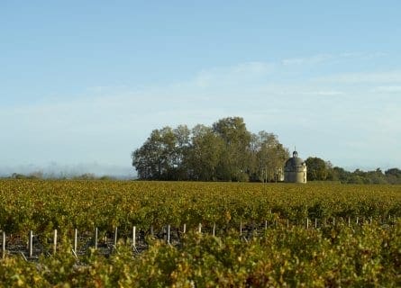 La Tours vineyards, Pauillac