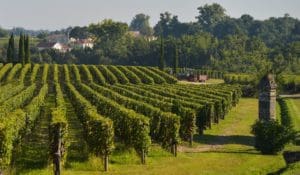 pomerol photo pomerol - pomerol-vineyards