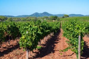 provence photo provence - cotes-de-provence-vineyards
