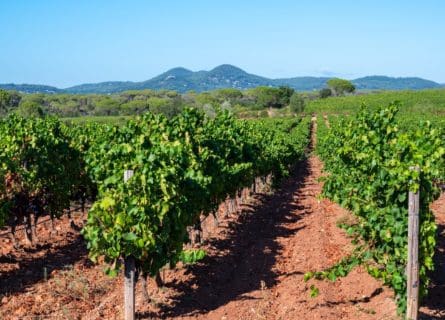 provence - cotes-de-provence-vineyards