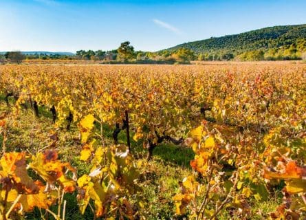 Vineyard field in Gareoult near Brignoles