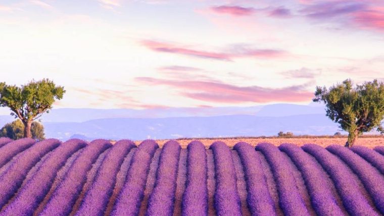 provence - provence wine tour 1